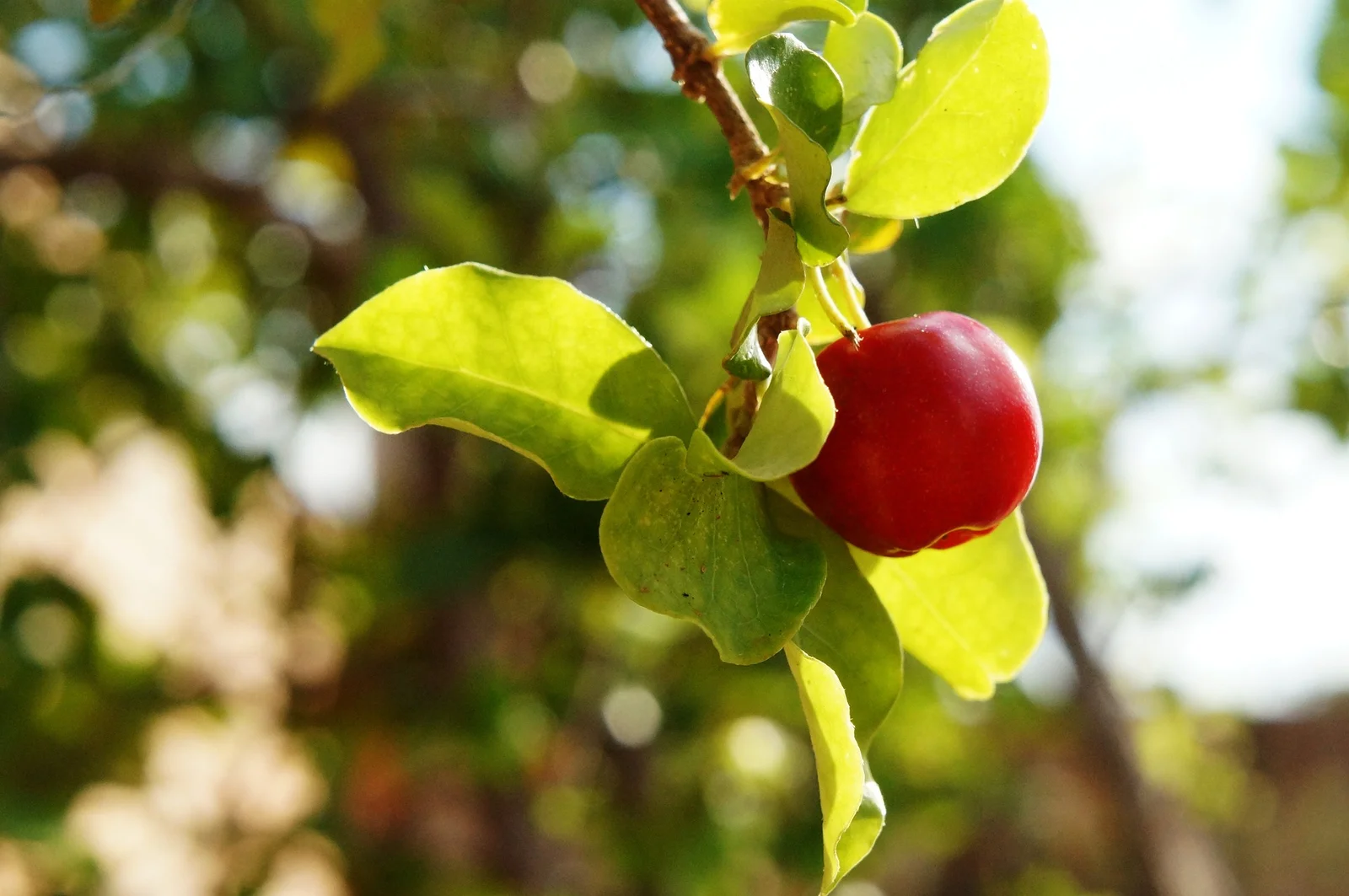 Fruits d'acérola (Malpighia glabra) au Brésil — variété riche en vitamine C