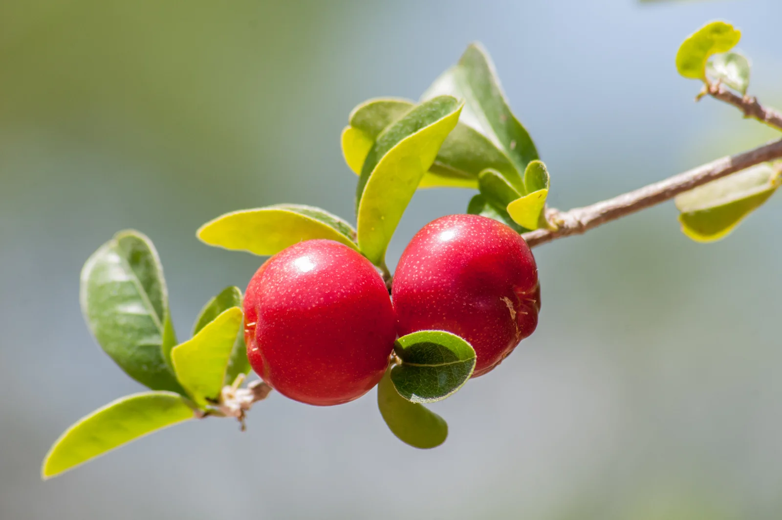 Malpighia emarginata — arbuste d'acérola avec fruits et fleurs
