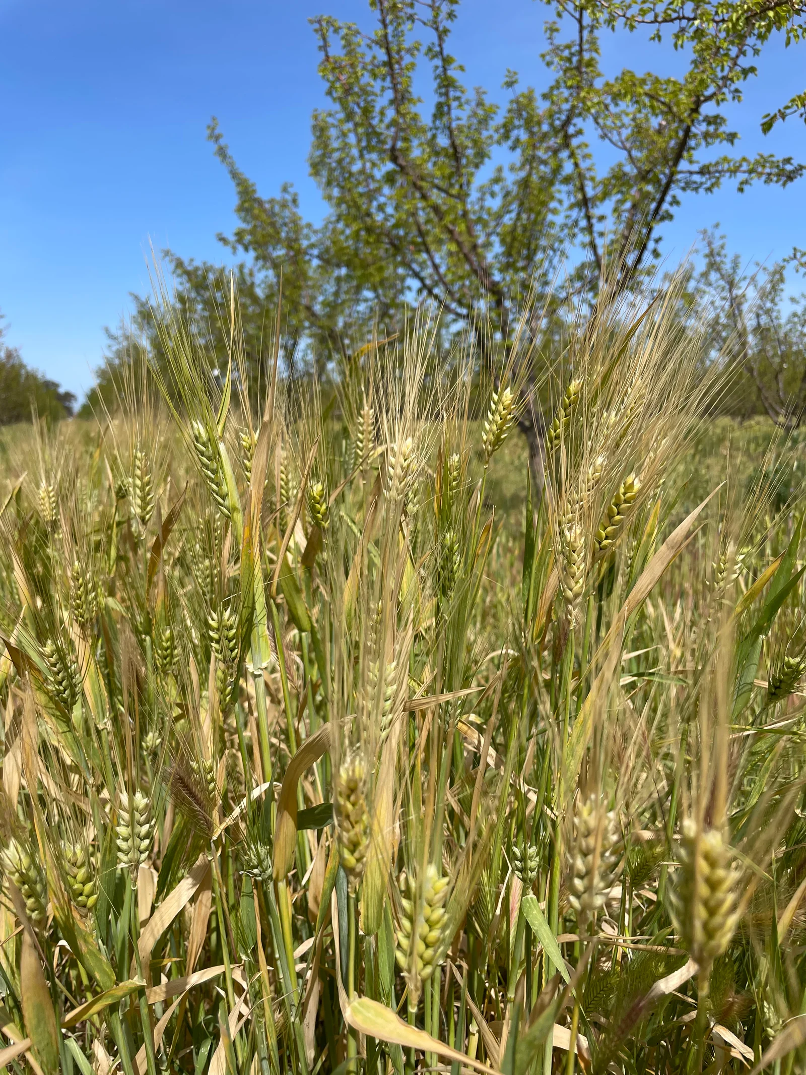 Agriculture régénérative : comprendre le label et son impact
