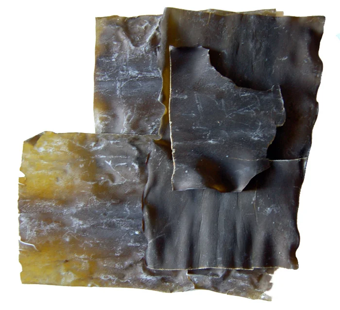 Kombu séché, algue brune riche en iode utilisée pour le bouillon dashi
