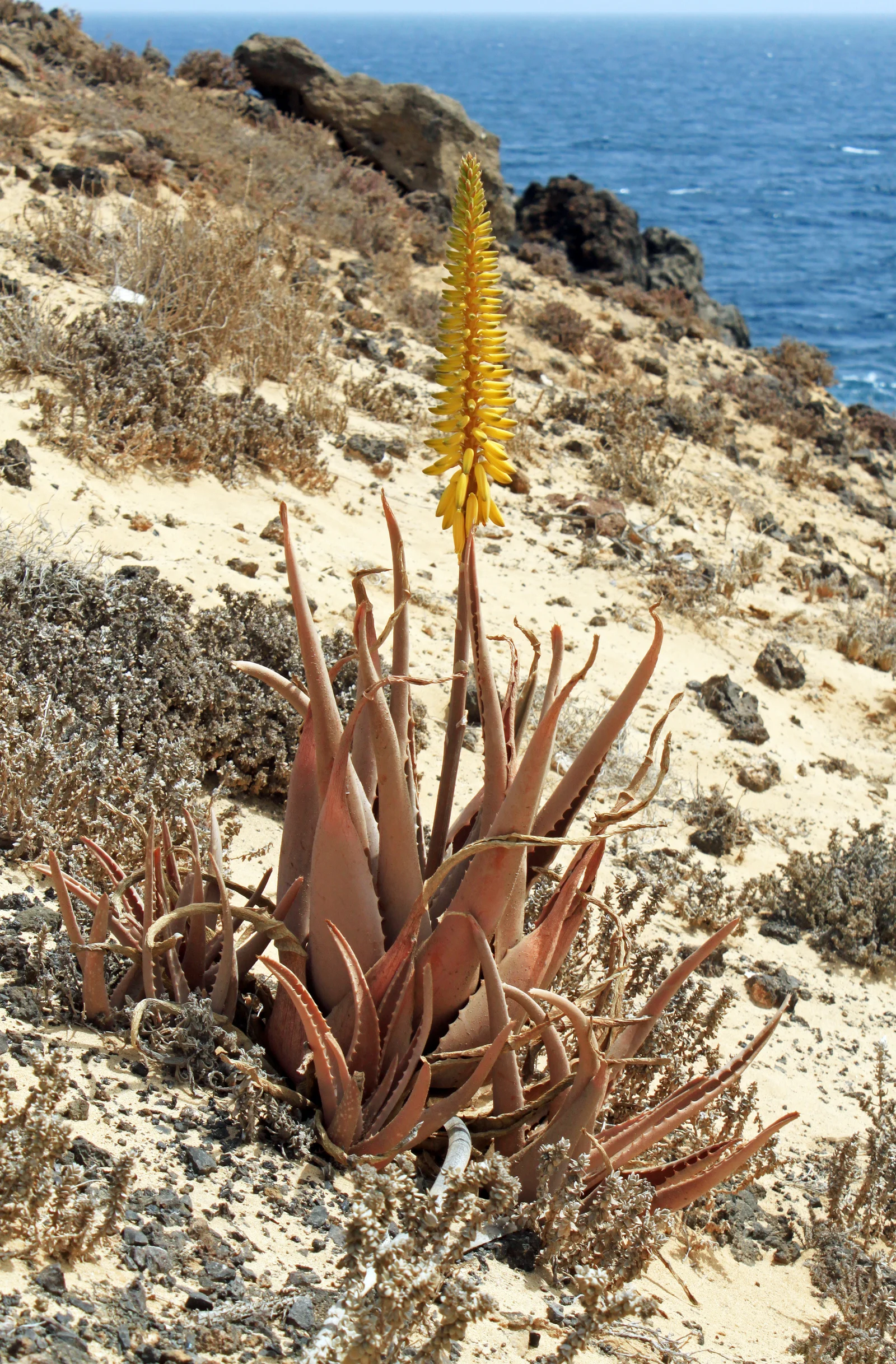 Aloe vera : bienfaits pour la peau, digestion et utilisations