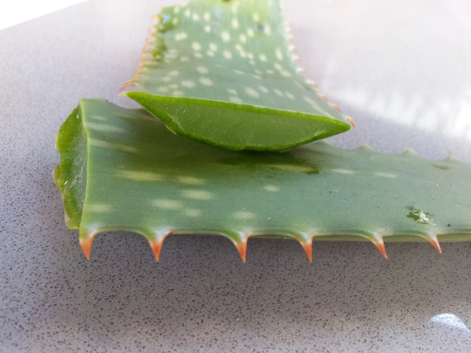 Feuille d'aloe vera coupée révélant le gel transparent intérieur utilisé en cosmétique naturel