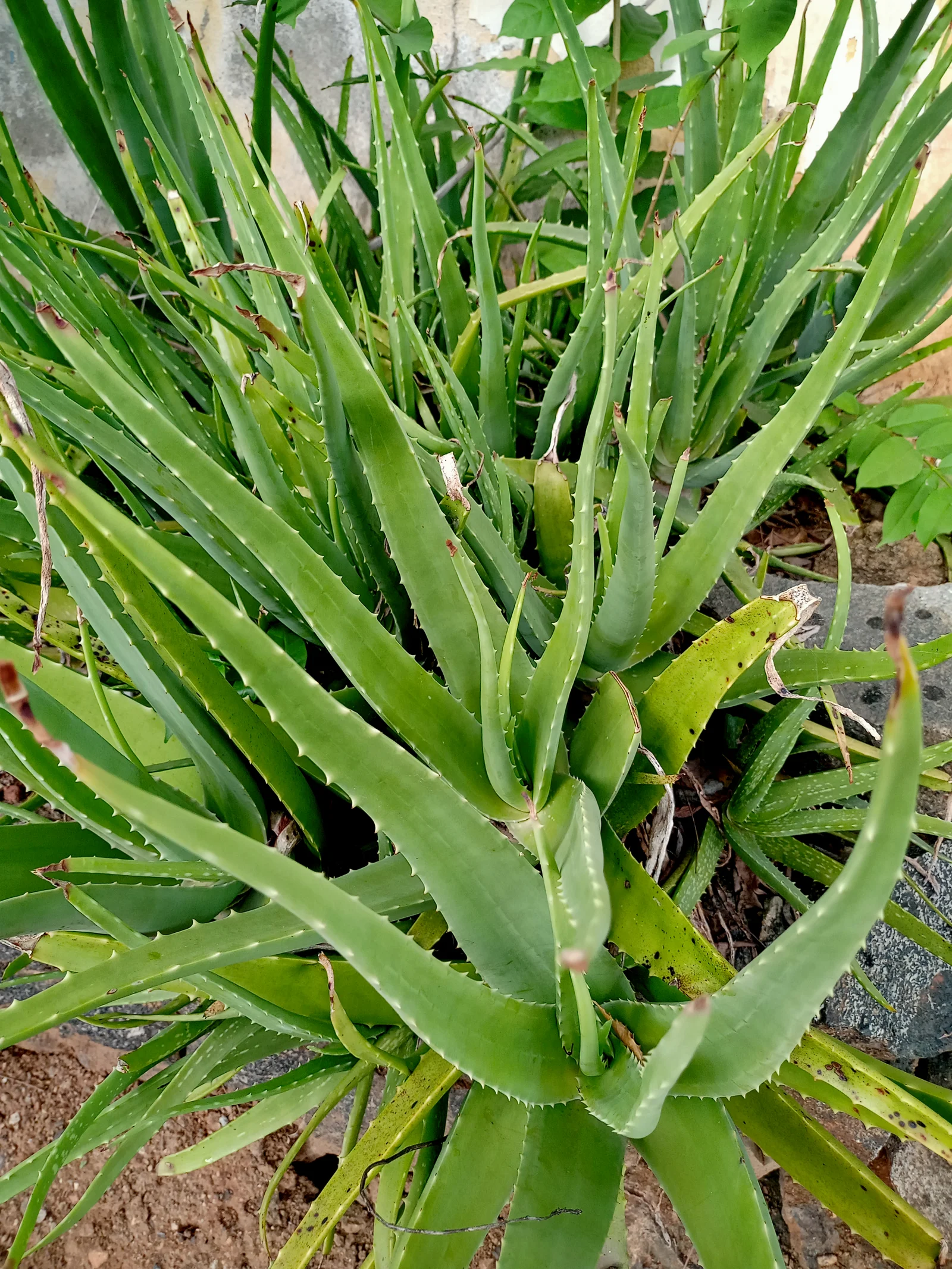 Plante d'aloe vera cultivée en pot, permettant de disposer de gel frais de qualité pour les soins naturels
