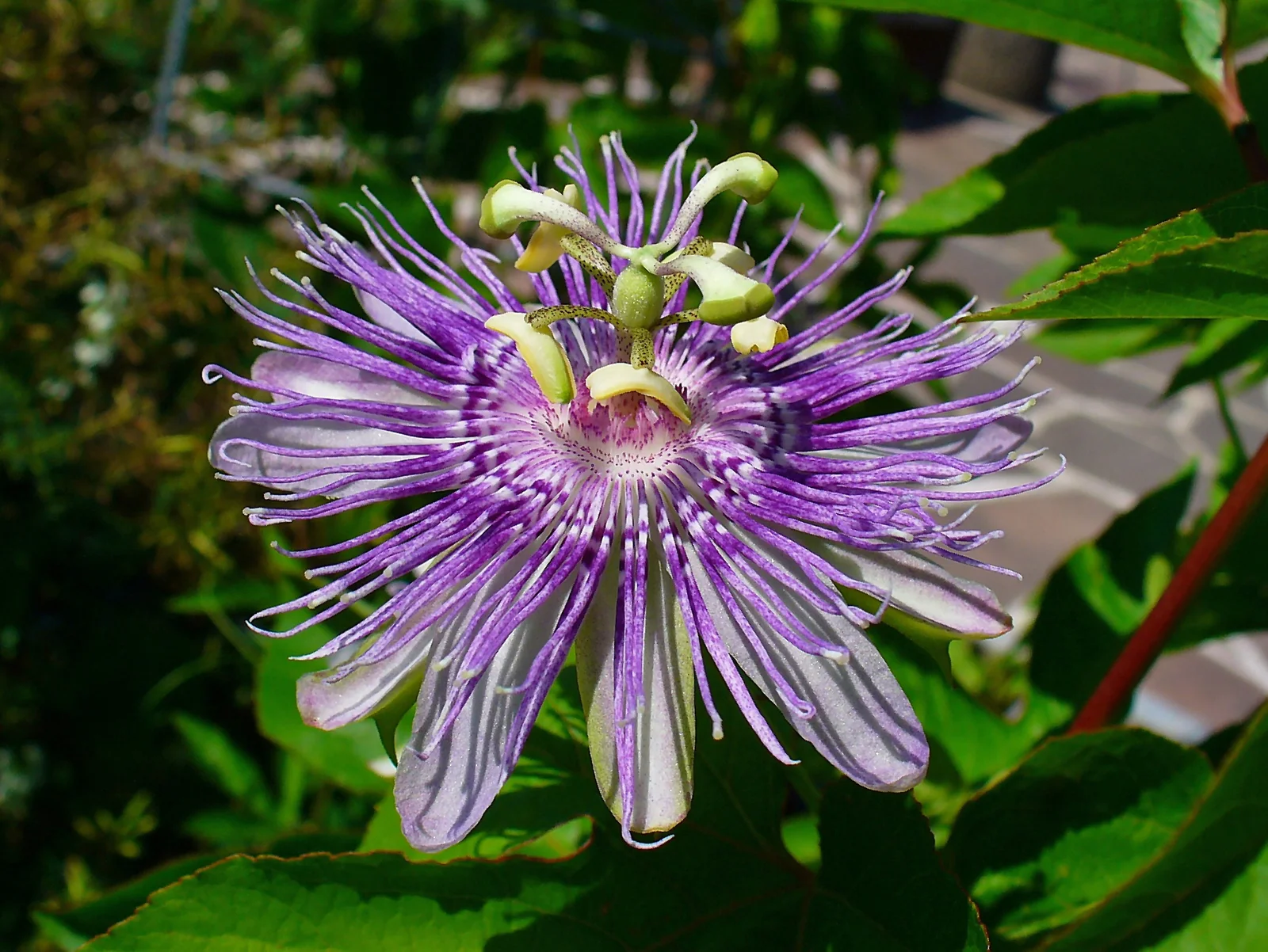 Passiflora incarnata — passiflore fleur pour troubles du sommeil et anxiété naturelle