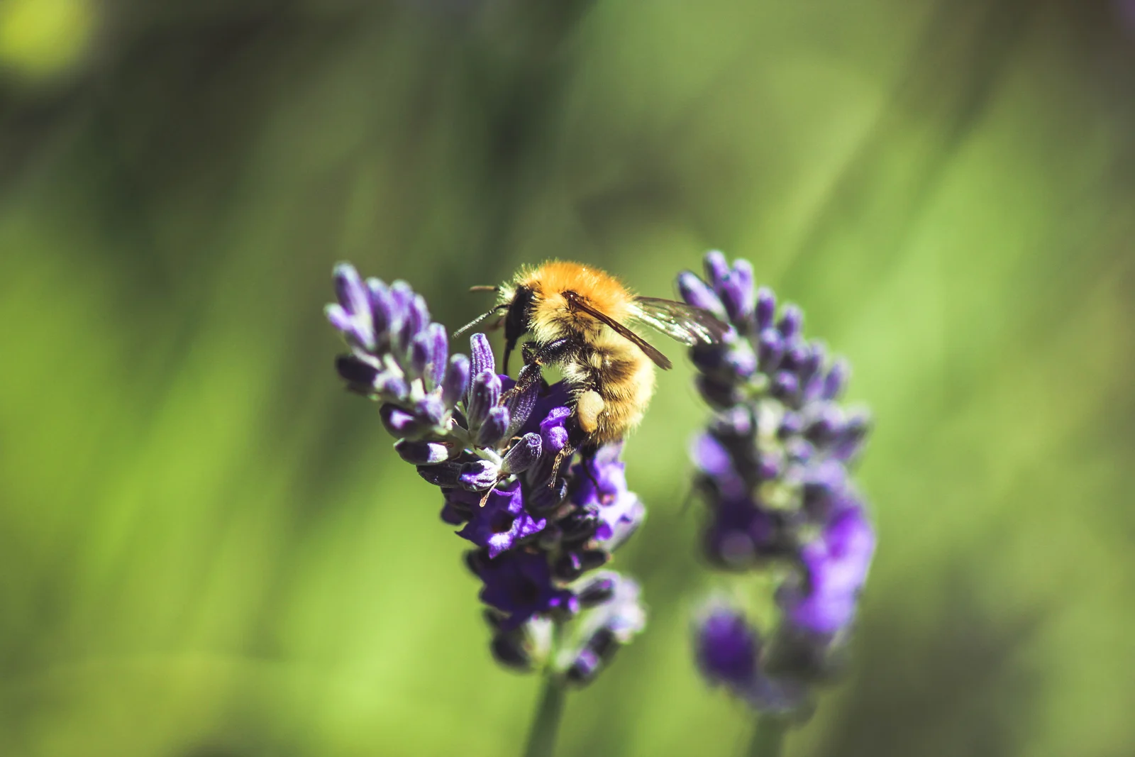 Lavande (Lavandula angustifolia), plante apaisante dont l'aromathérapie est reconnue pour son soutien du bien-être émotionnel