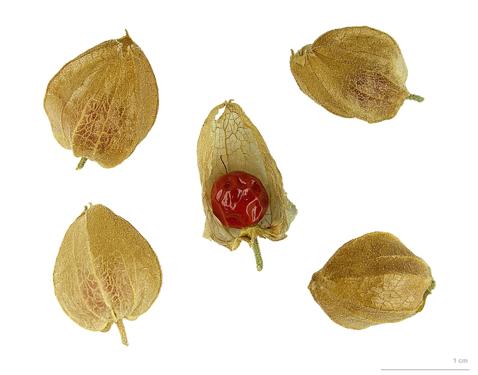 Baies et fruits de Withania somnifera, la plante ashwagandha dans son milieu naturel