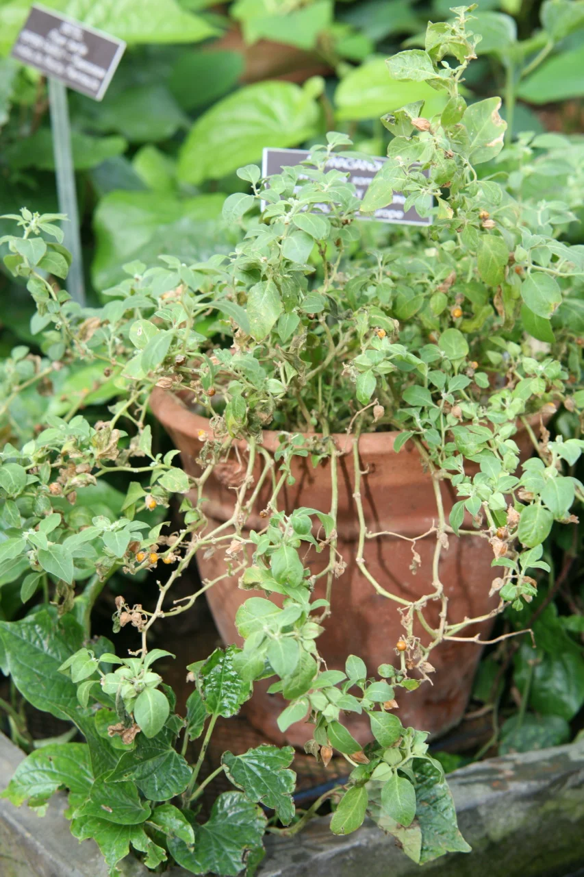 Plant d'ashwagandha (Withania somnifera) en fleurs, cultivé en jardin botanique