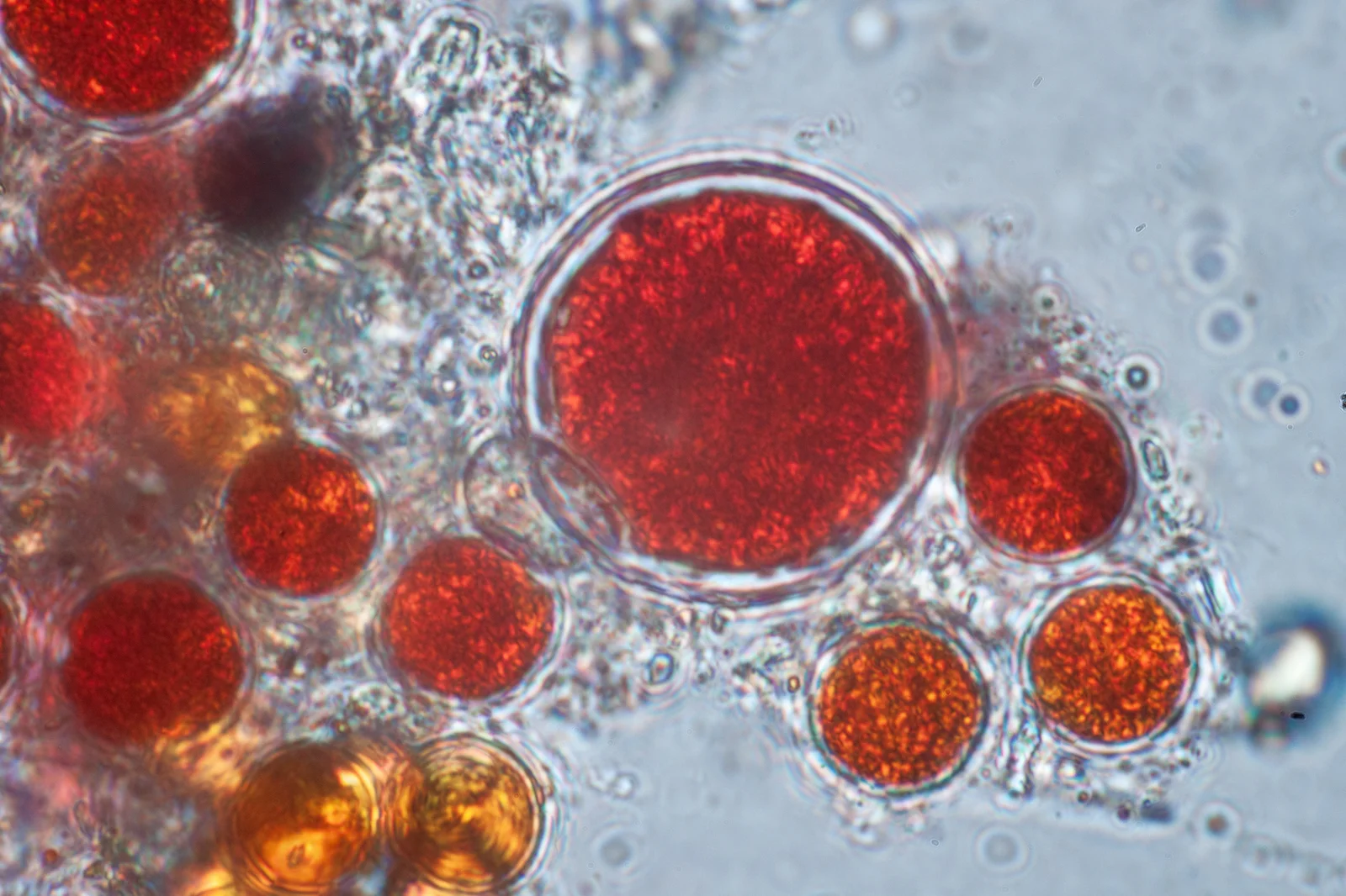 Kystes de la microalgue Haematococcus pluvialis observés au microscope, source d'astaxanthine