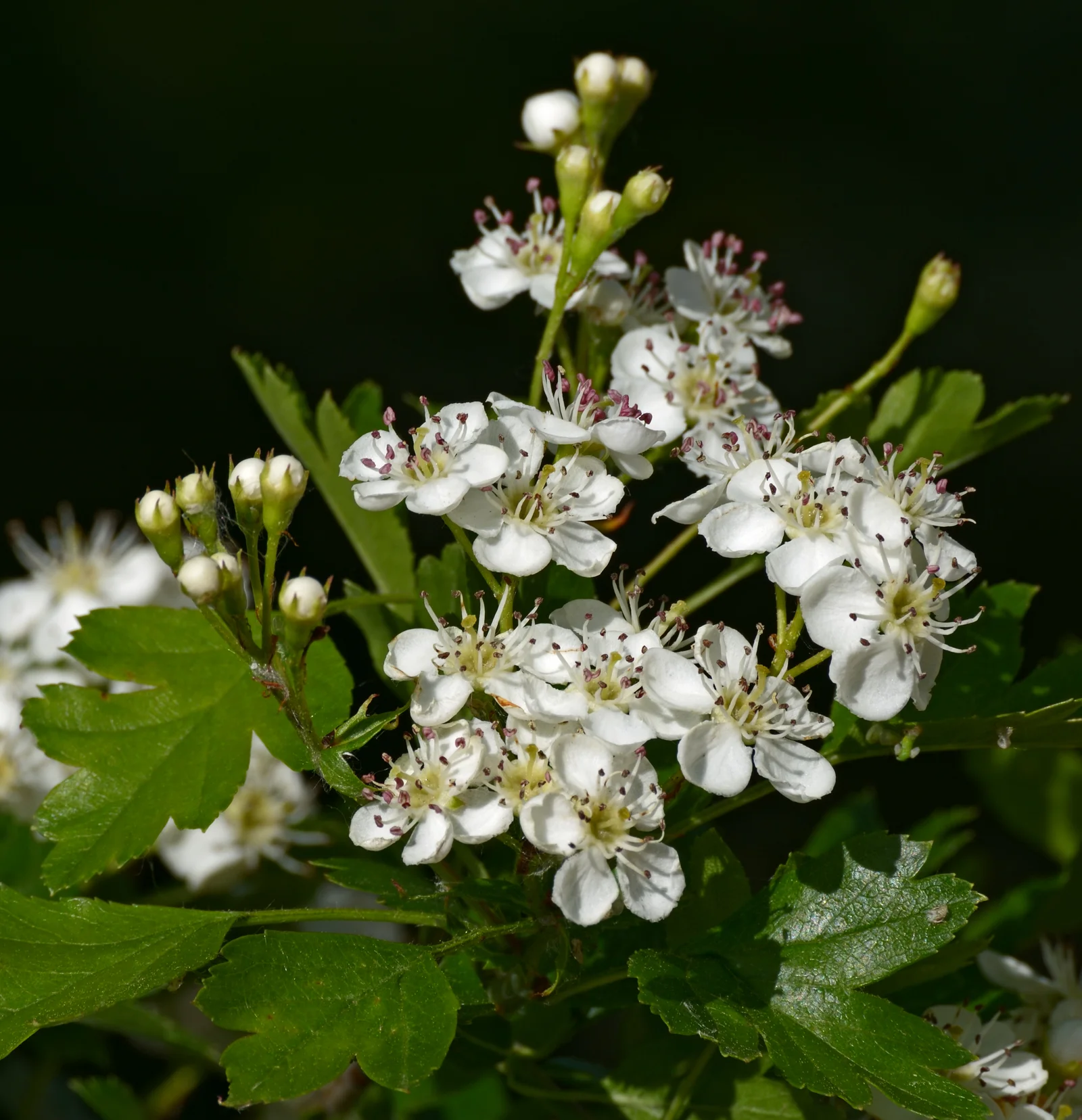 Arbuste d'aubépine Crataegus monogyna en pleine floraison
