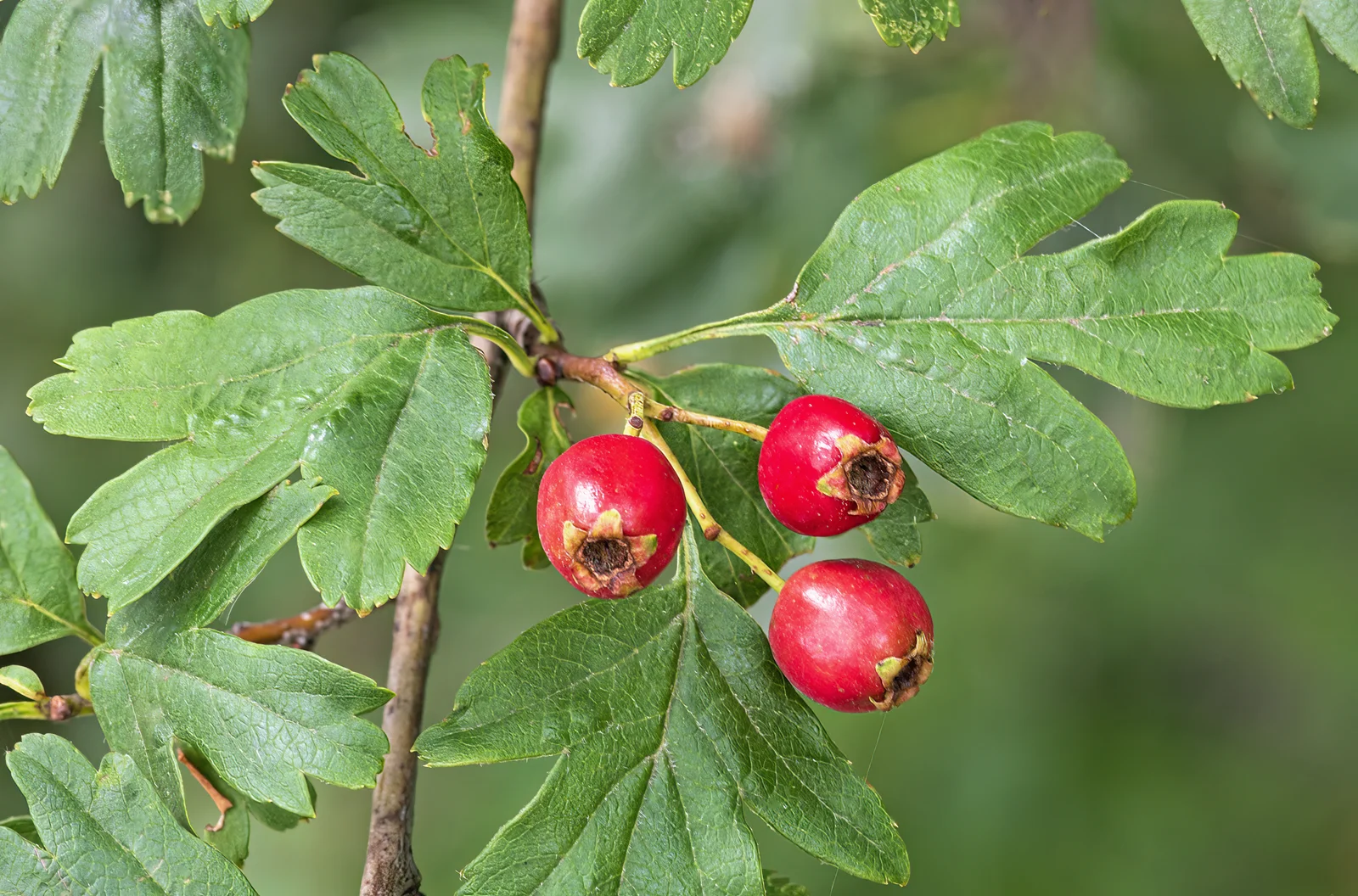 Baies rouges d'aubépine Crataegus monogyna sur une branche