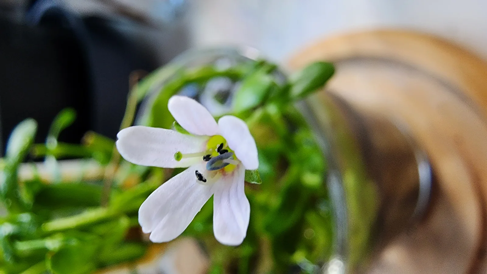 Bacopa Monnieri : bienfaits sur la mémoire et la concentration