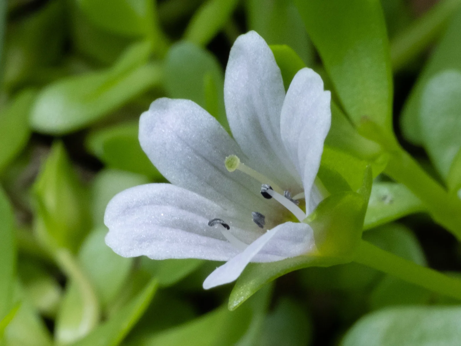 Détail d'une fleur de bacopa monnieri vue de biais, plante utilisée en phytothérapie cognitive