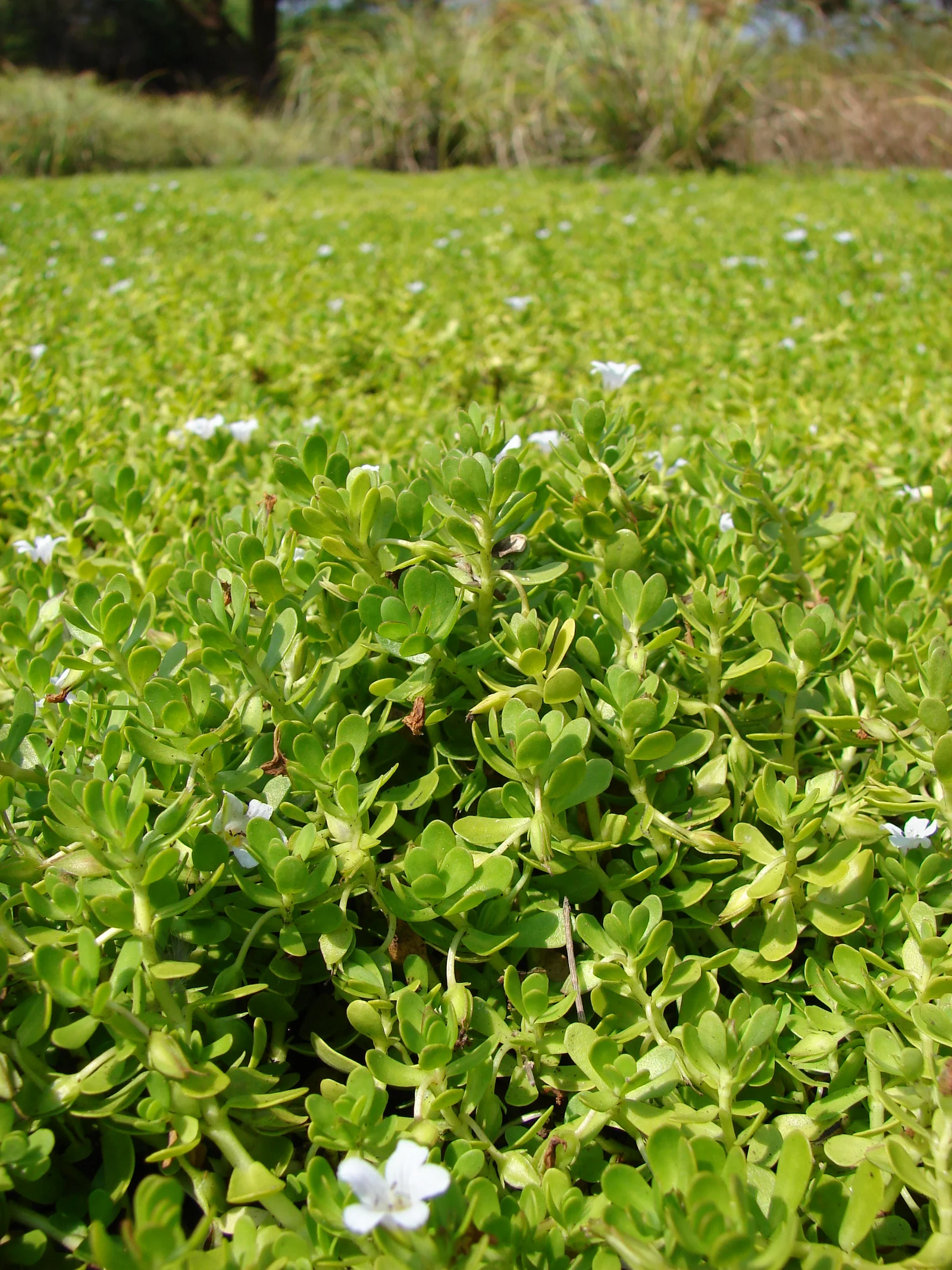 Bacopa monnieri en fleur dans son milieu naturel humide, plante aquatique traditionnelle d'Ayurveda