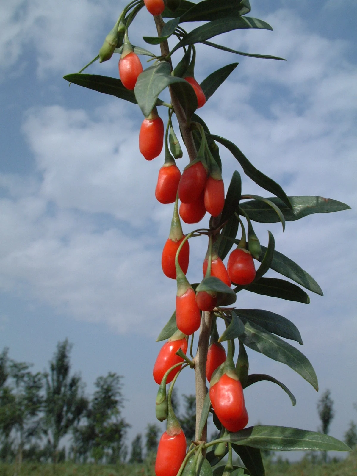 Gros plan de baies de goji mûres sur leur tige, ferme de Ningxia, Chine