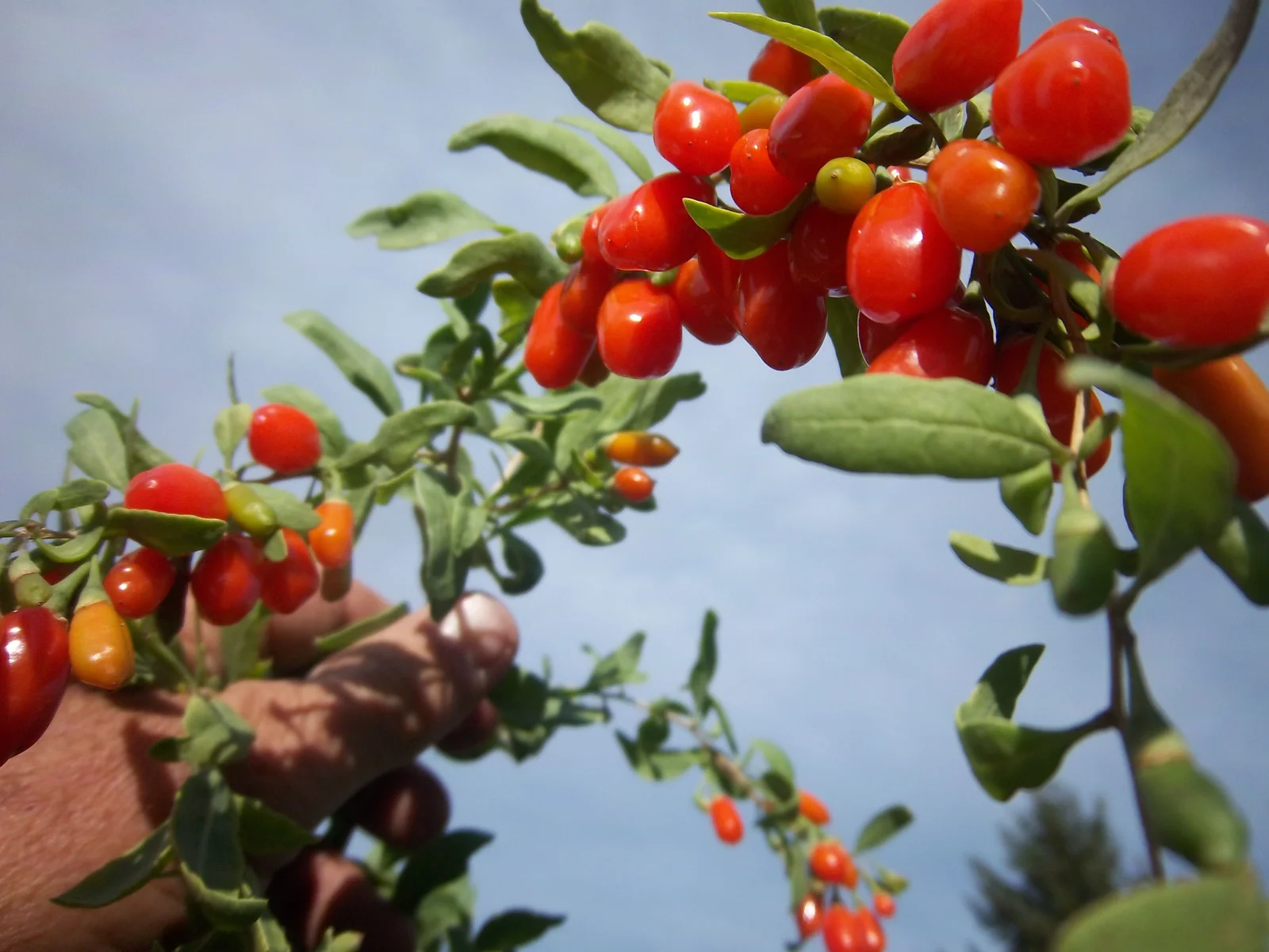 Baie de goji : bienfaits, composition et comment les consommer