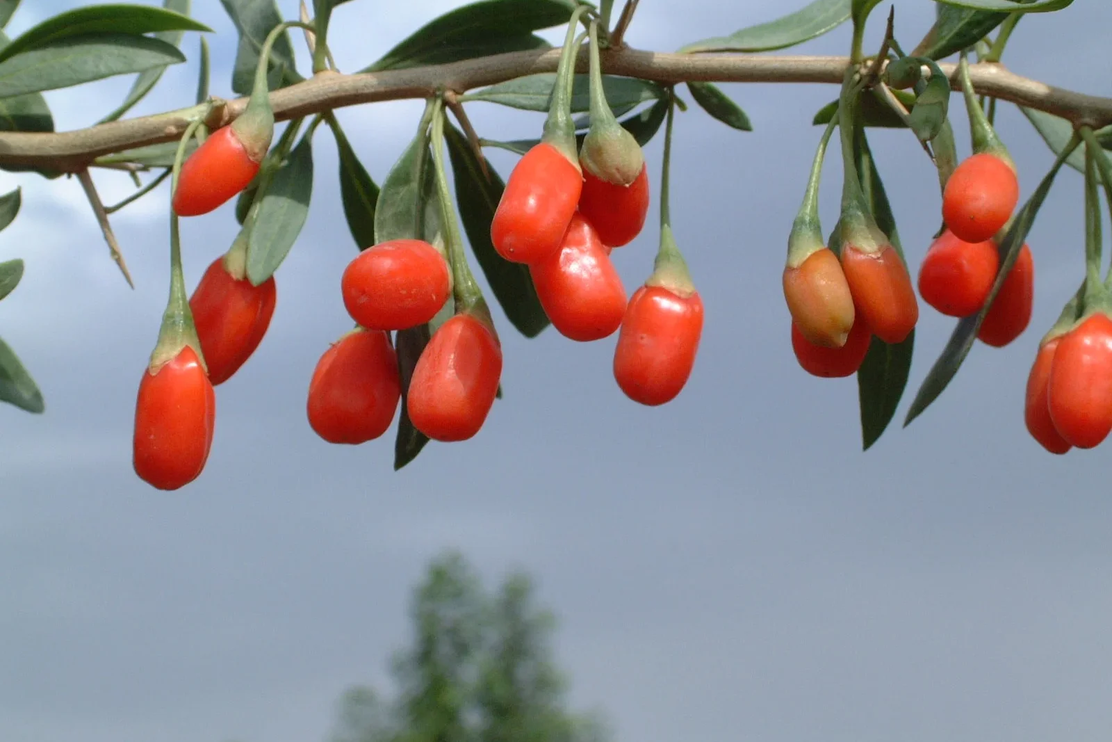 Plante Lycium barbarum avec baies de goji rouges sur les branches