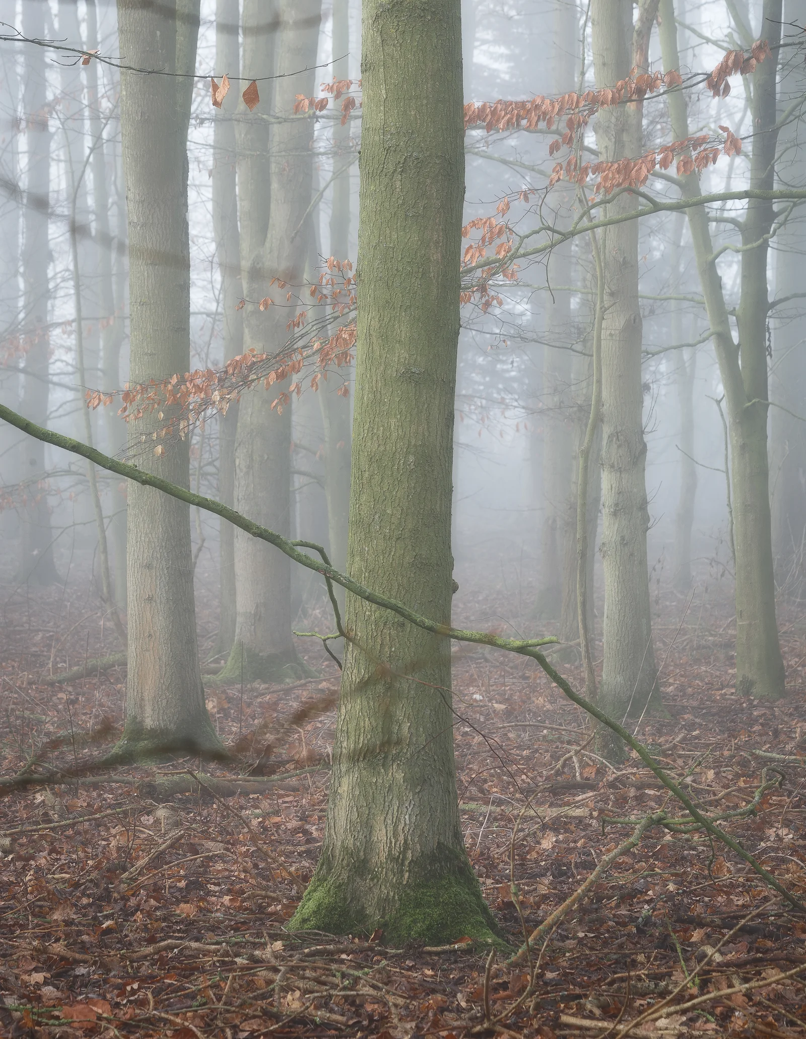 Personne pratiquant une marche lente et attentive en forêt dans le cadre d'un bain de forêt shinrin-yoku