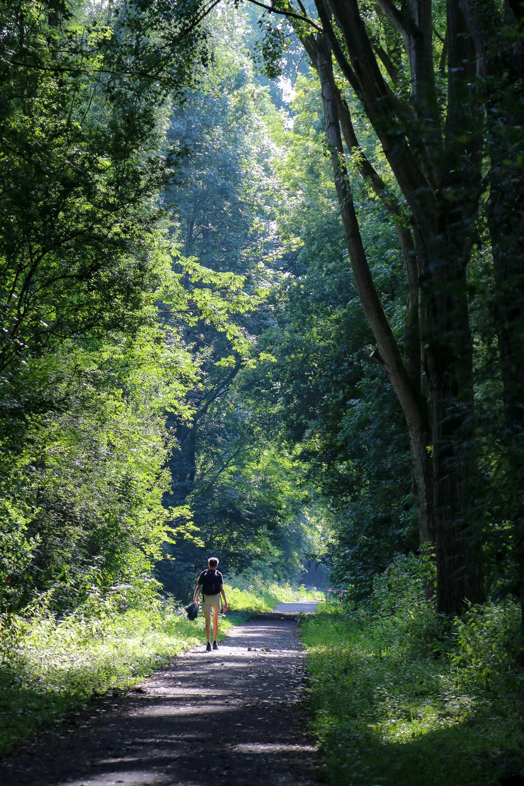 Personne marchant seule sur un sentier forestier lors d'une pratique de sylvothérapie et bain de forêt