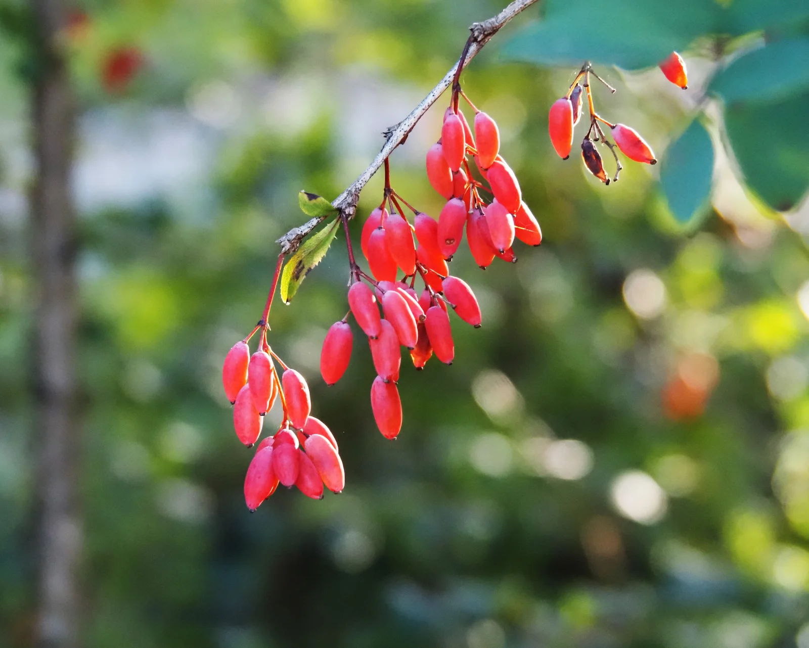 Arbuste Berberis vulgaris avec son feuillage caractéristique au jardin botanique de Zürich