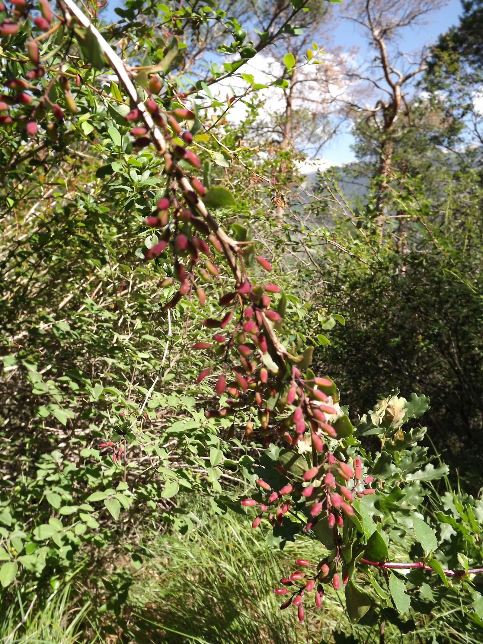 Baies mûres d'automne du Berberis vulgaris, source naturelle de berbérine