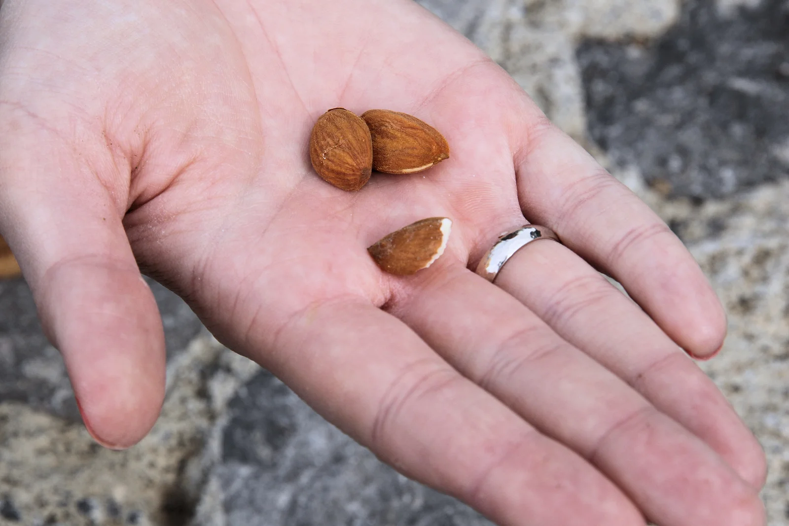 Amandes fraîches décortiquées, sources alimentaires de biotine vitamine B8