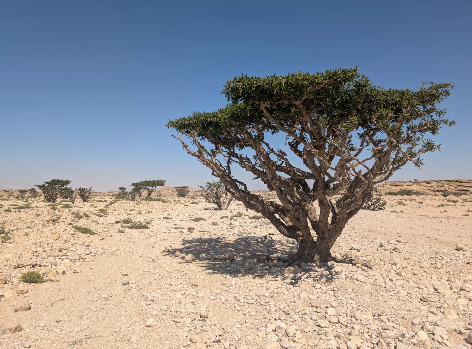 Boswellia serrata : l'encens anti-inflammatoire naturel pour les articulations