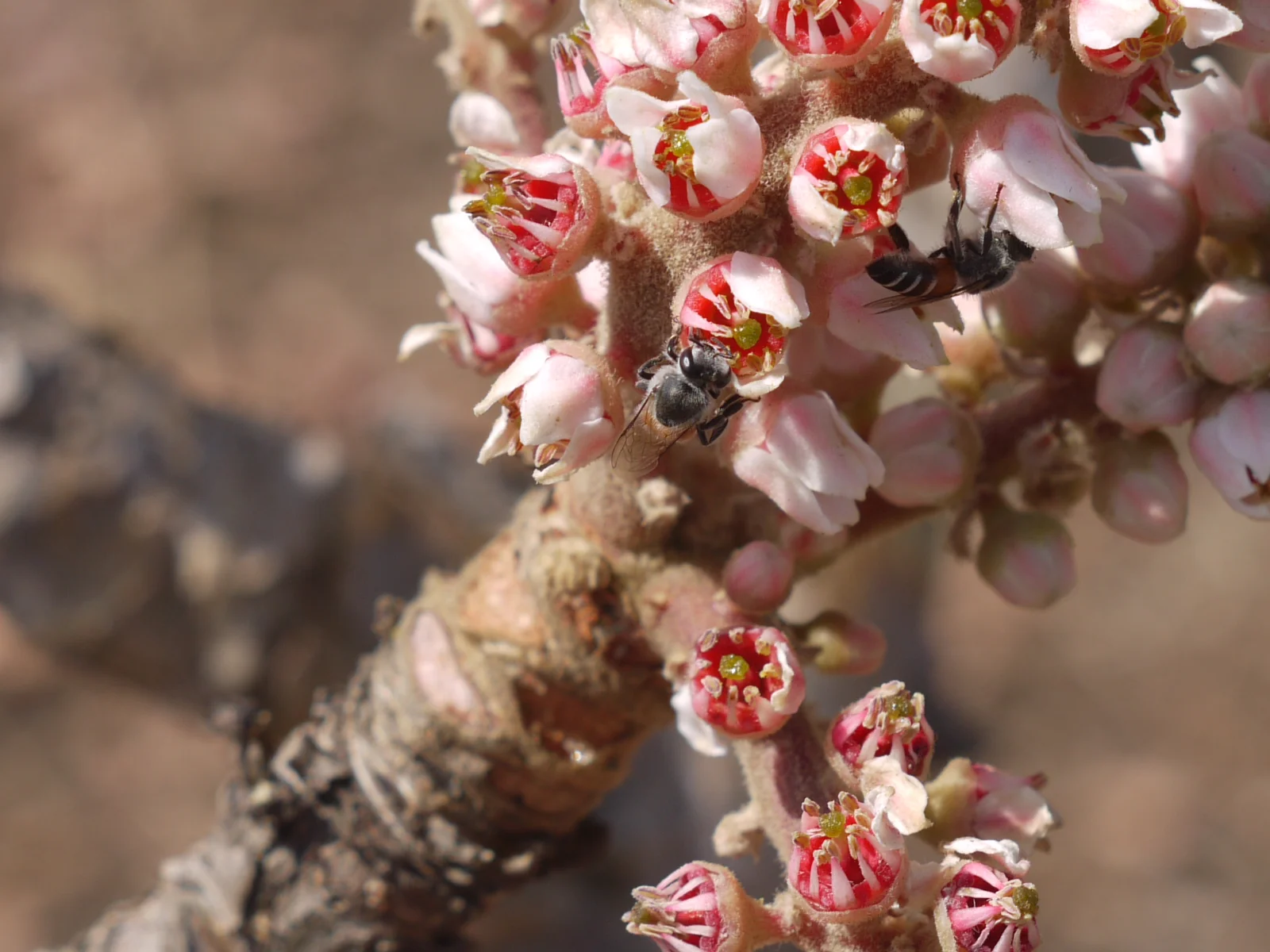 Boswellia serrata, plante à encens indien photographiée dans la réserve naturelle de Kinnarsani, Andhra Pradesh