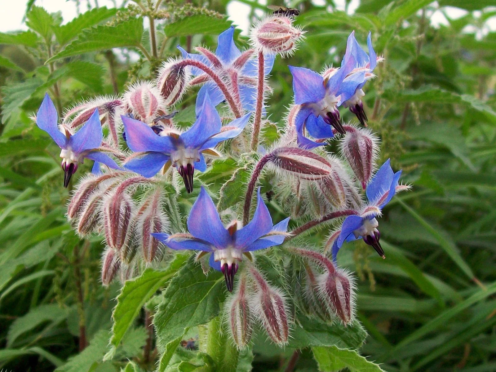 Plante de bourrache en fleur dans un jardin — Borago officinalis aux fleurs bleues