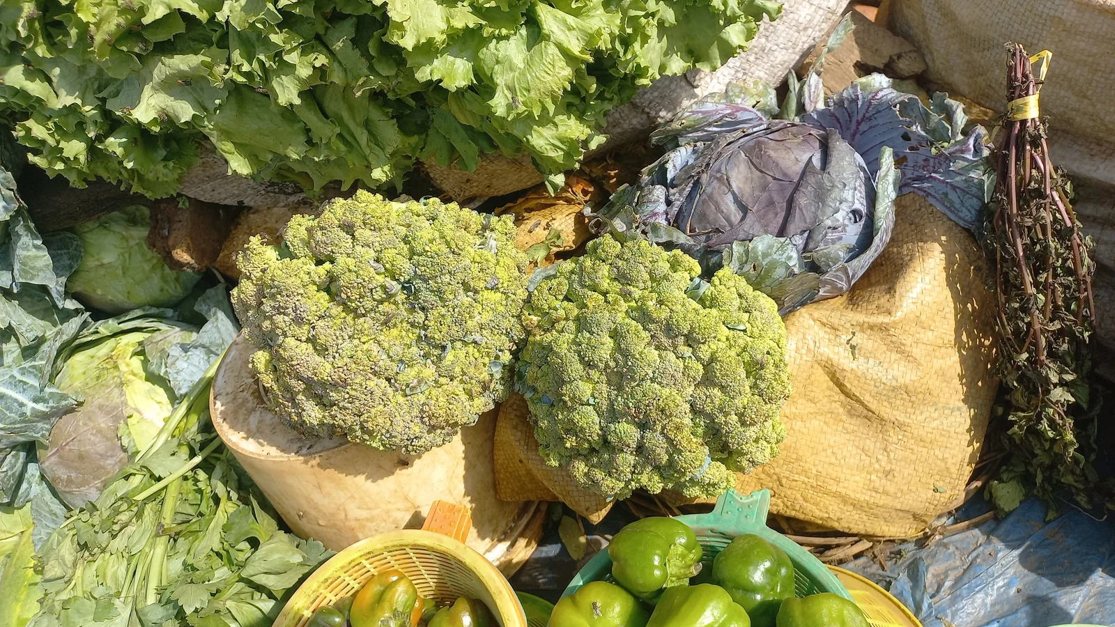 Calcium : sources alimentaires, bienfaits et carence — au-delà des produits laitiers