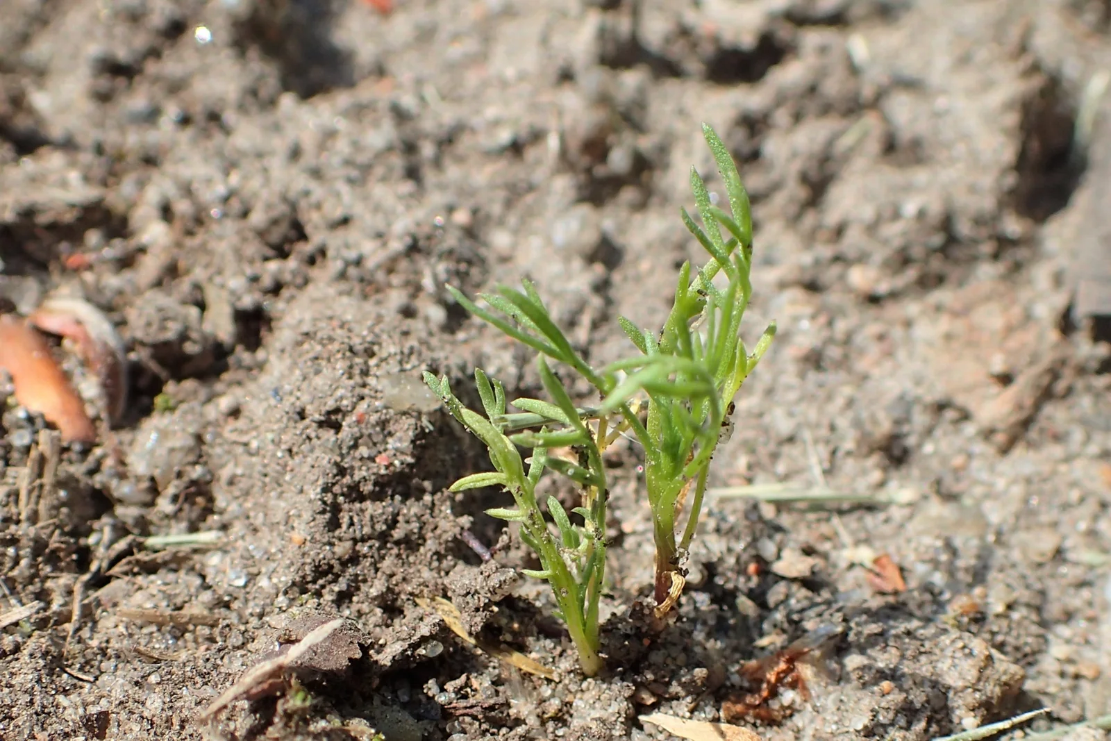Camomille matricaire au stade jeune plantule dans un jardin botanique
