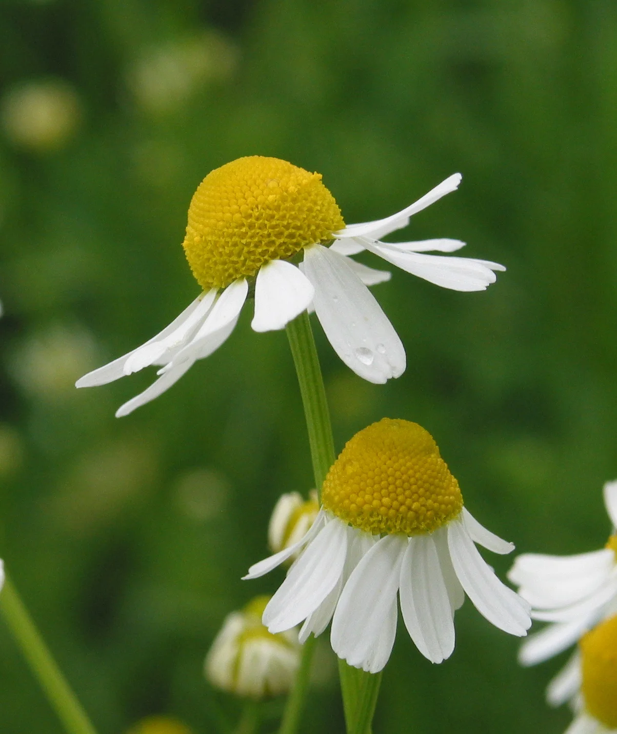 Fleurs de camomille en gros plan, montrant les capitules caractéristiques avec ligules blanches et cœur jaune