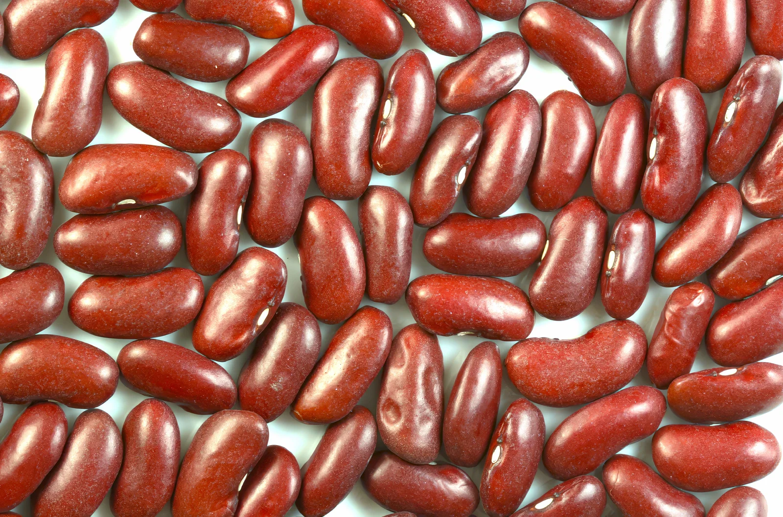 Haricots rouges légumineuses riches en fer non héminique source végétale carence
