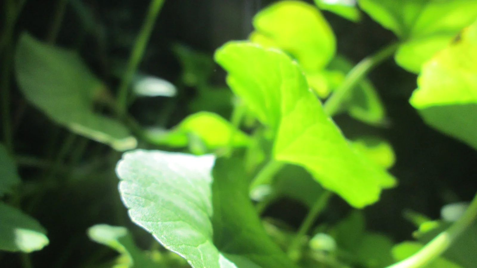 Gotu kola (Centella asiatica) dans son environnement naturel, sous la lumière