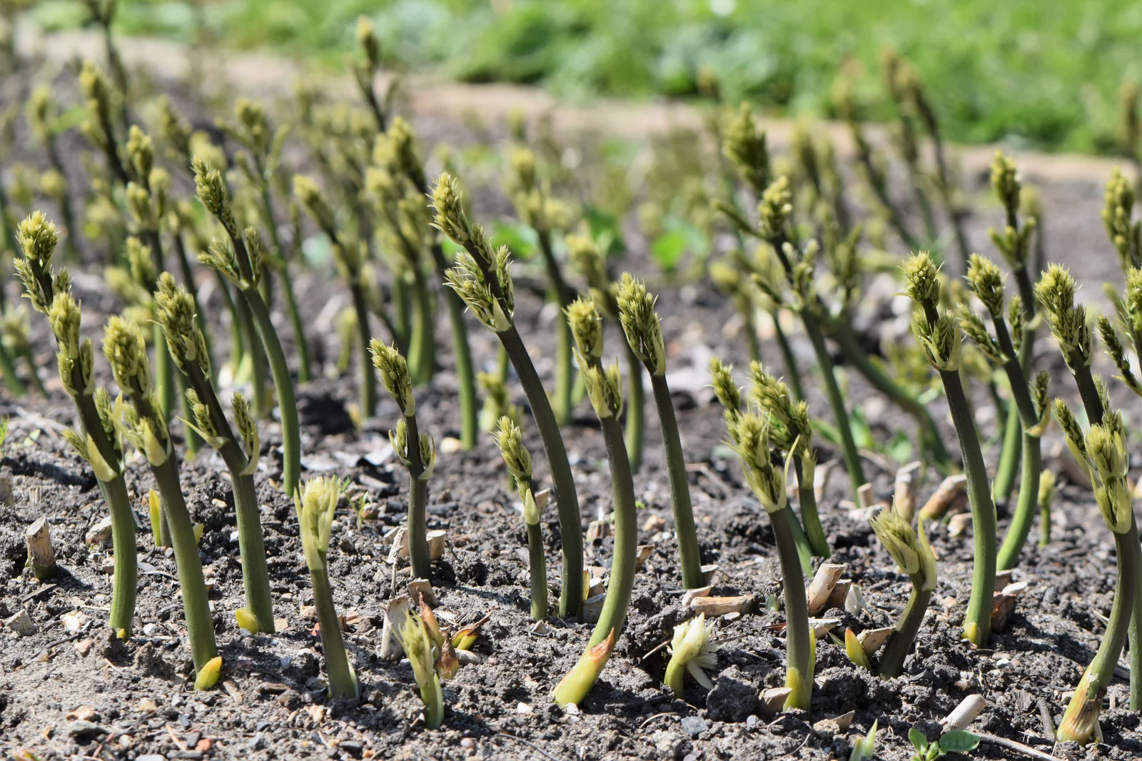 Ruscus aculeatus (petit houx), plante veinotonique traditionnellement utilisée pour la circulation veineuse