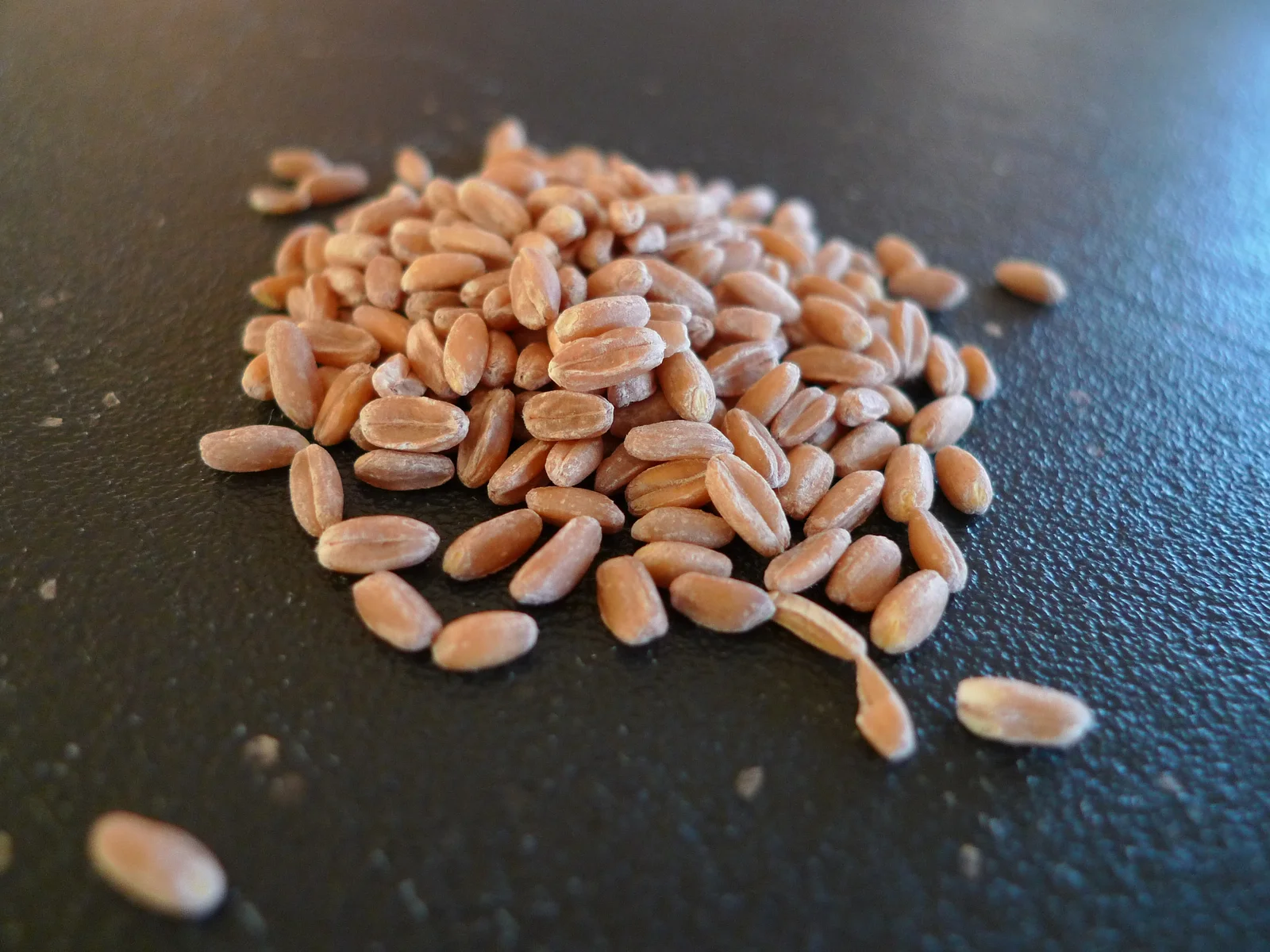 Grains d'épeautre décortiqués, céréale ancienne riche en fibres et en minéraux