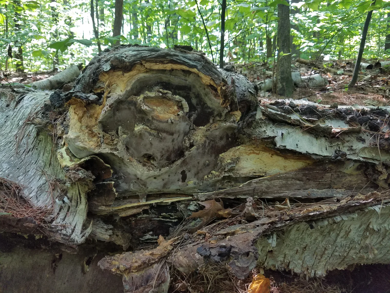 Chaga : bienfaits antioxydants, immunité et précautions