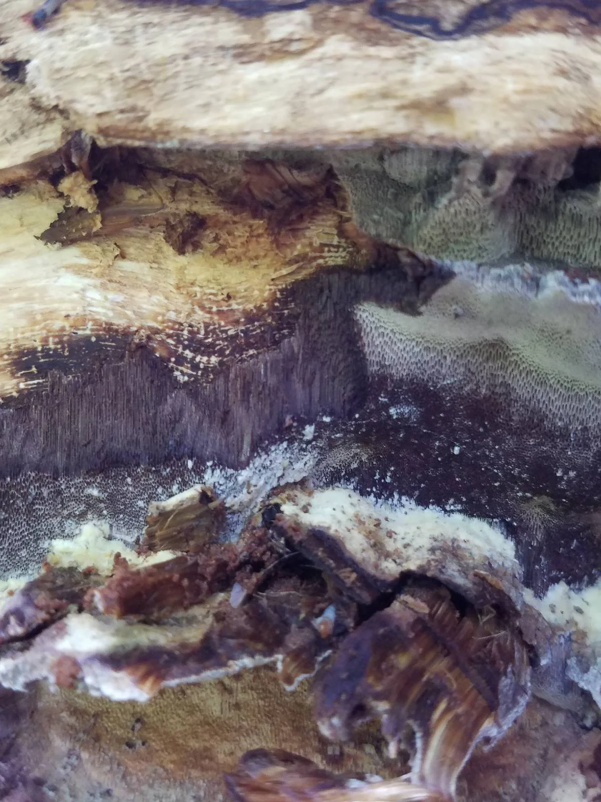Chaga en gros plan, texture noire et craquelée caractéristique de ce champignon antioxydant