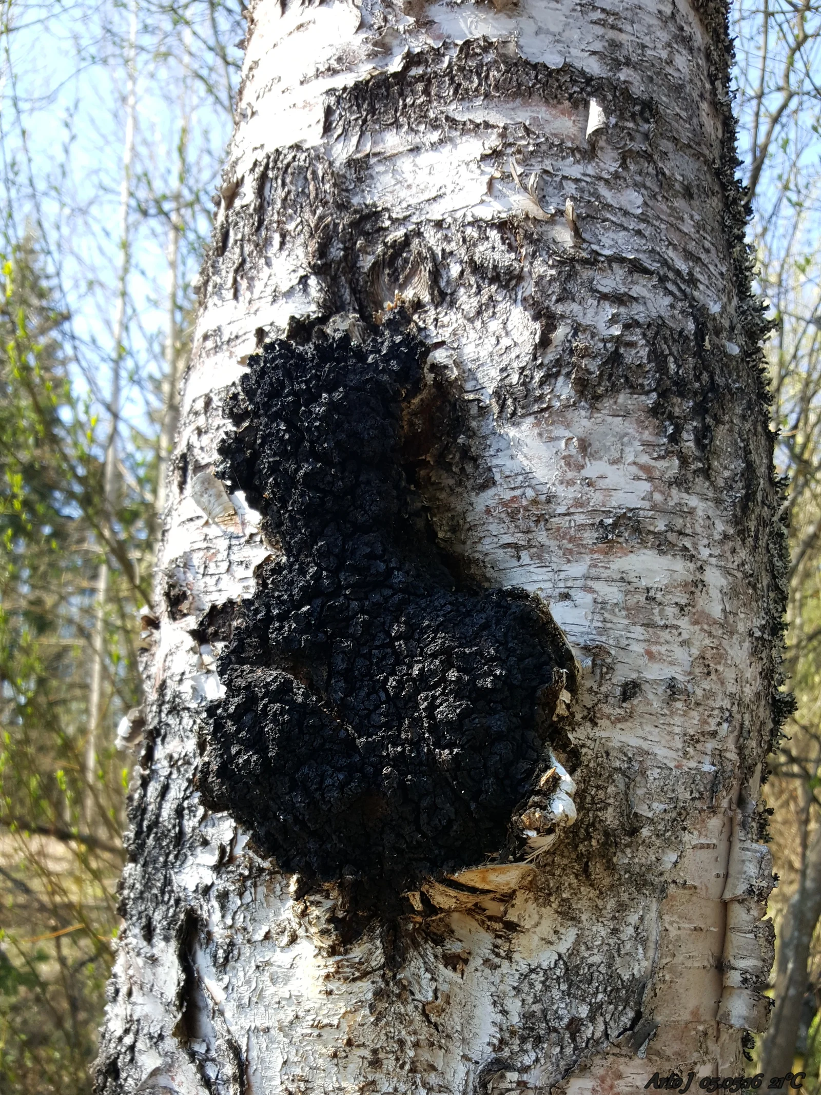 Tronc de bouleau en forêt nordique, hôte naturel du champignon chaga