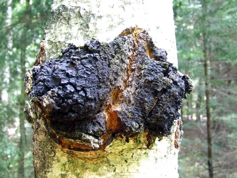 Chaga Inonotus obliquus sur écorce de bouleau en forêt, champignon fonctionnel riche en antioxydants