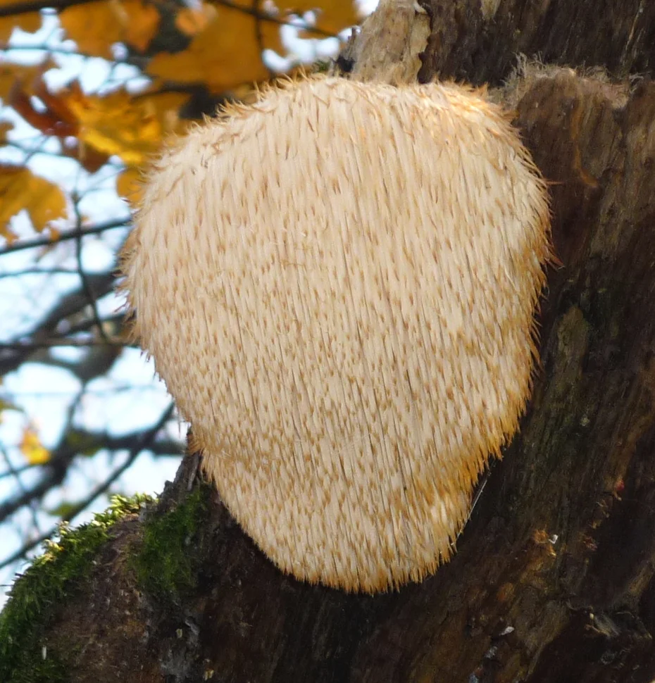 Champignons fonctionnels : guide complet pour bien débuter