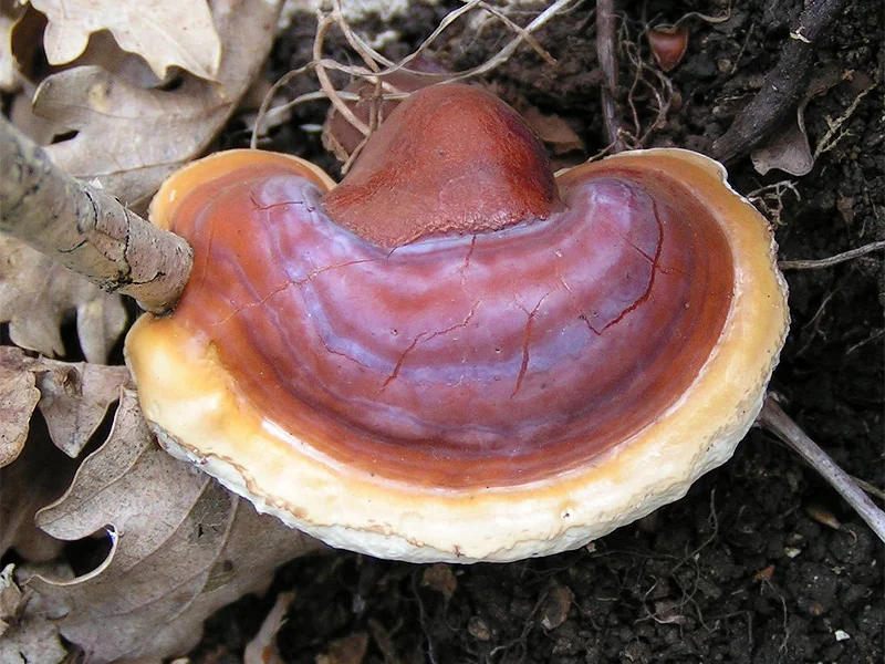 Champignon reishi Ganoderma lucidum brillant, champignon fonctionnel traditionnel pour l'immunité