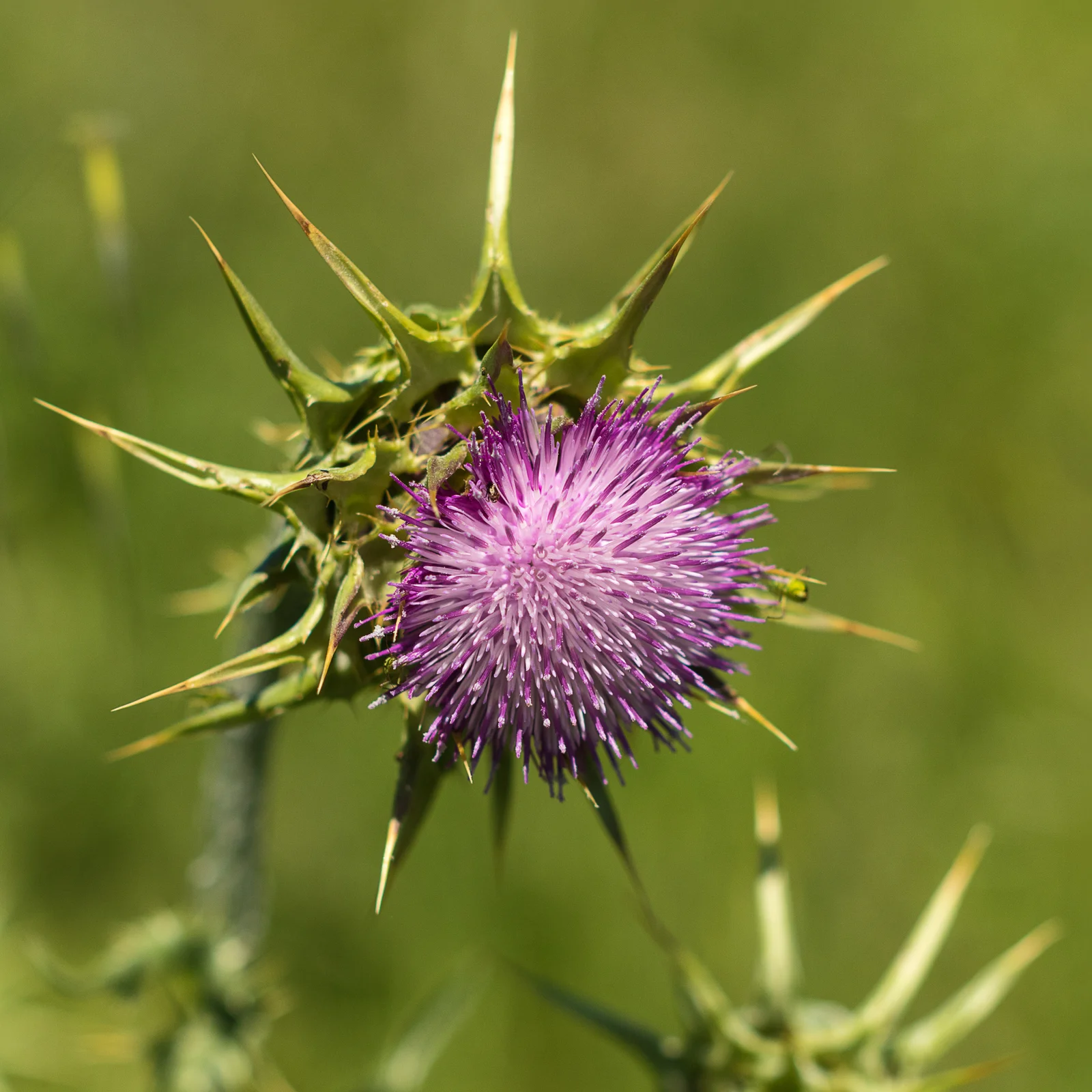 Fleur de chardon-Marie vue de face, Silybum marianum
