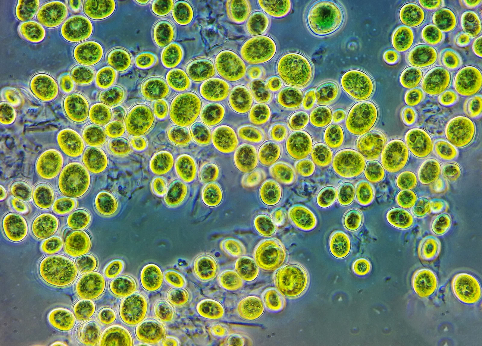 Chlorella vulgaris vue au microscope — algue verte unicellulaire d'eau douce