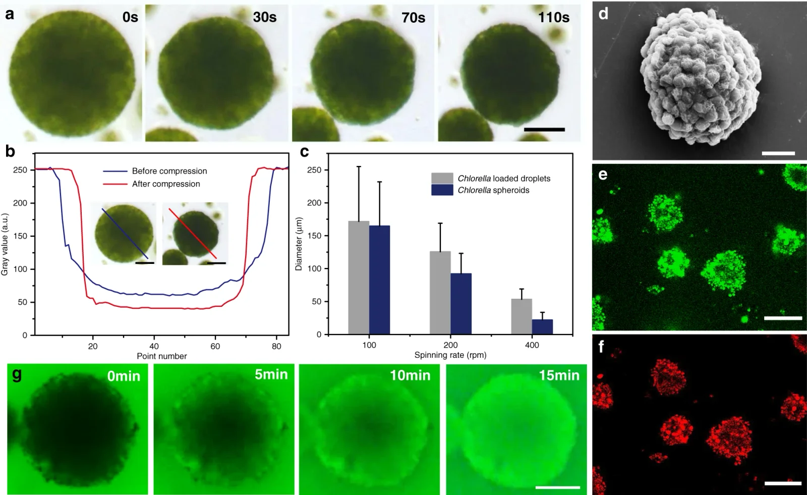 Microstructure cellulaire de la chlorella — algue verte microscopique riche en chlorophylle