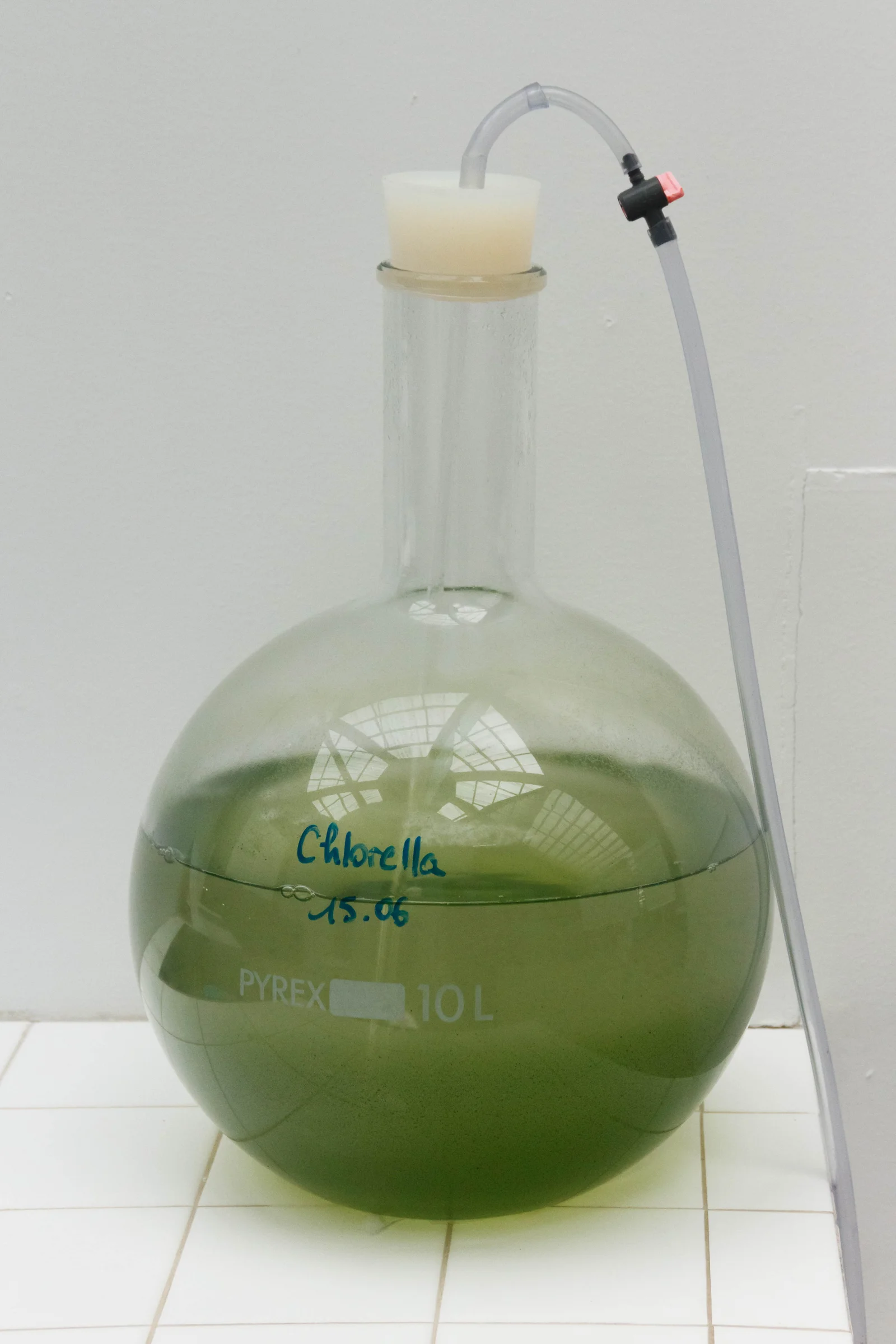 Chlorella : bienfaits, détox, composition et différence avec la spiruline