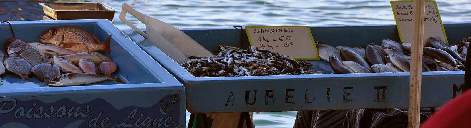 Sardines fraîches, l'une des meilleures sources alimentaires naturelles de coenzyme Q10