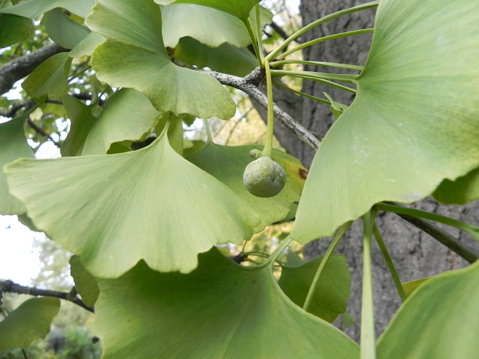 Ginkgo biloba fruits graines arbre soutien mémoire concentration