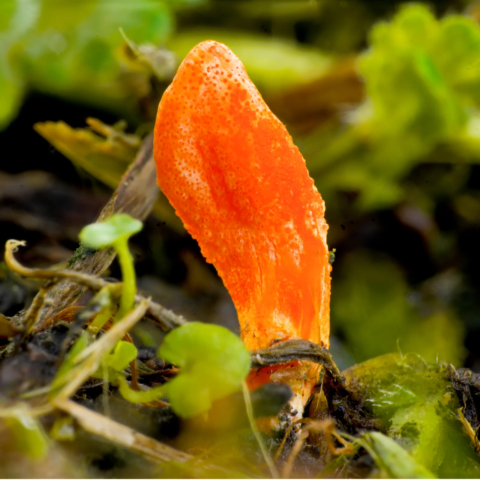 Cordyceps militaris en gros plan dans son environnement naturel, champignon fonctionnel étudié pour l'endurance