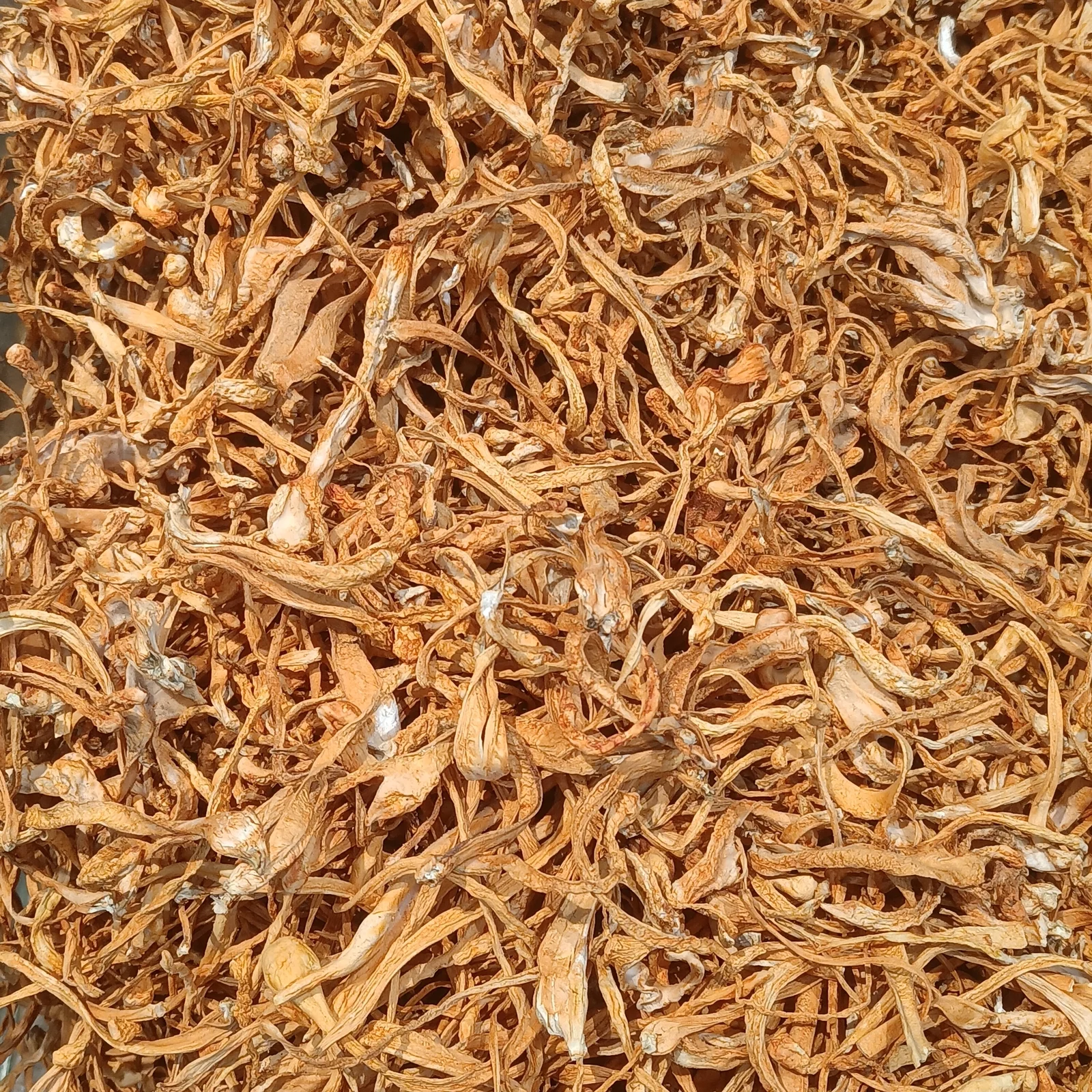 Cordyceps militaris séché, forme couramment utilisée dans les compléments alimentaires pour l'énergie