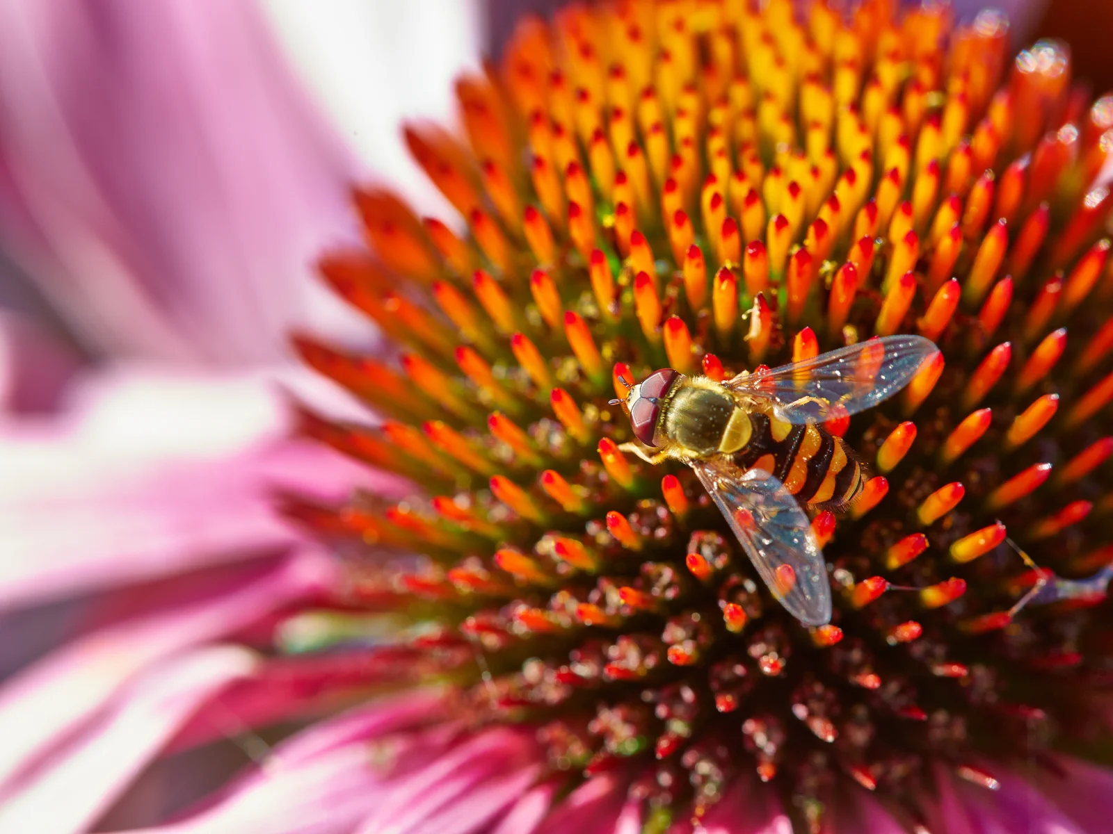 Gros plan sur une fleur d'échinacée purpurea au jardin botanique